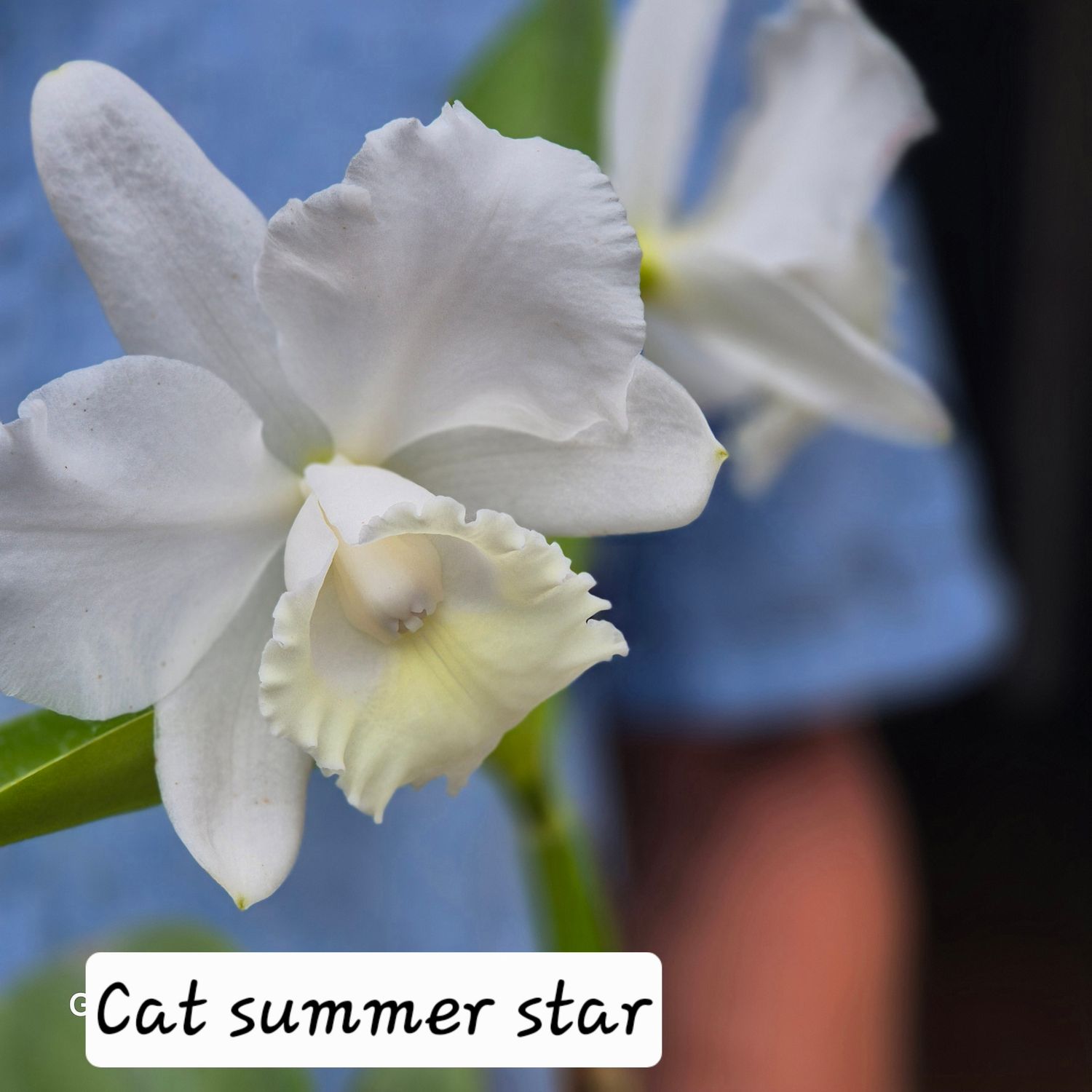 Cattleya Summer Star