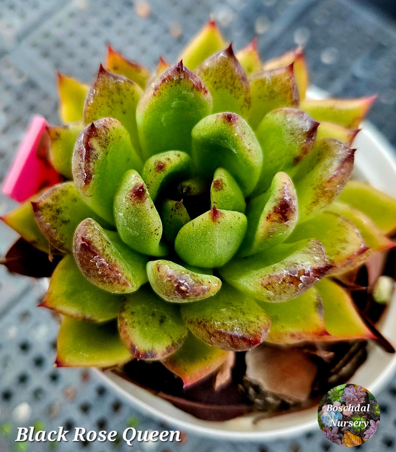 Echeveria Black Rose Queen