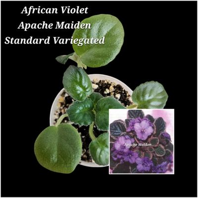 Apache Maiden Starter Plant