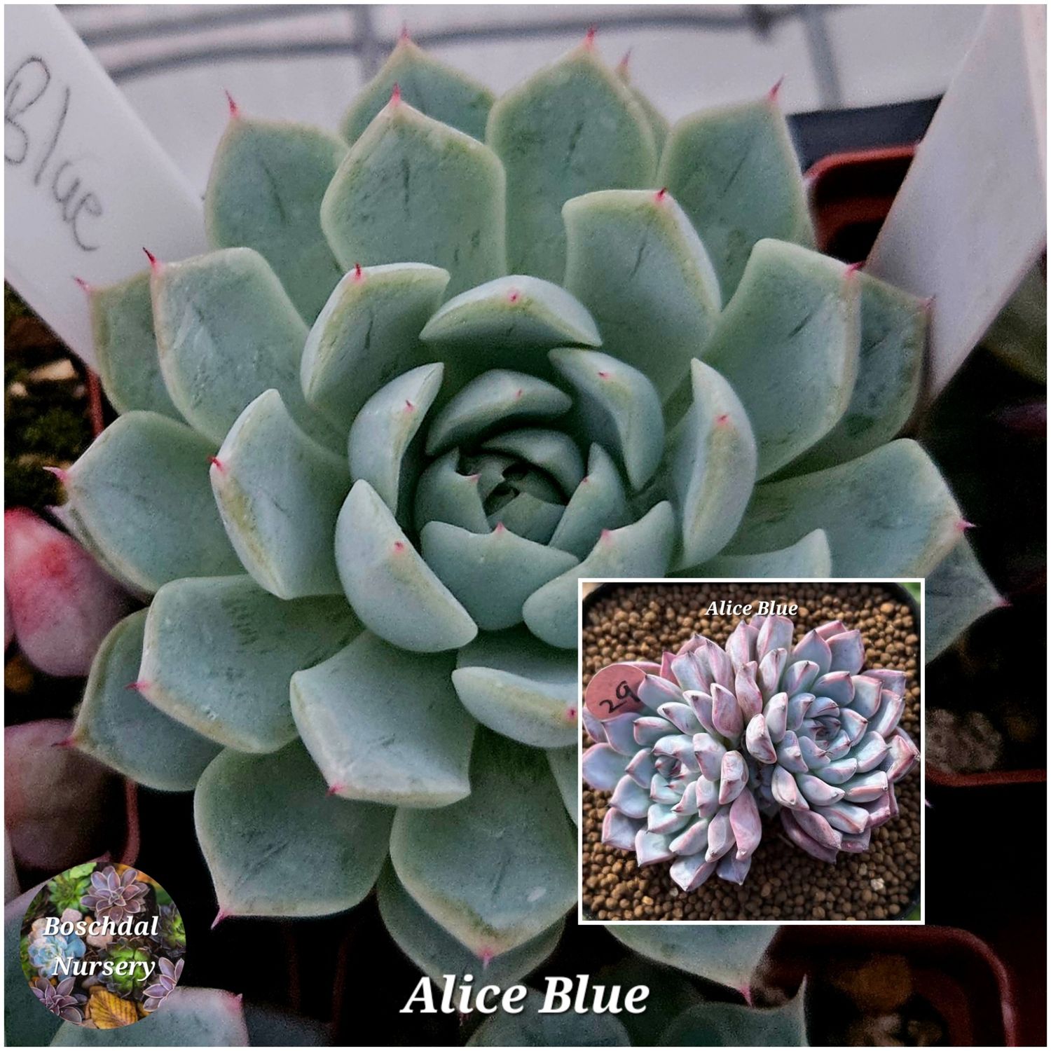 Echeveria Alice Blue