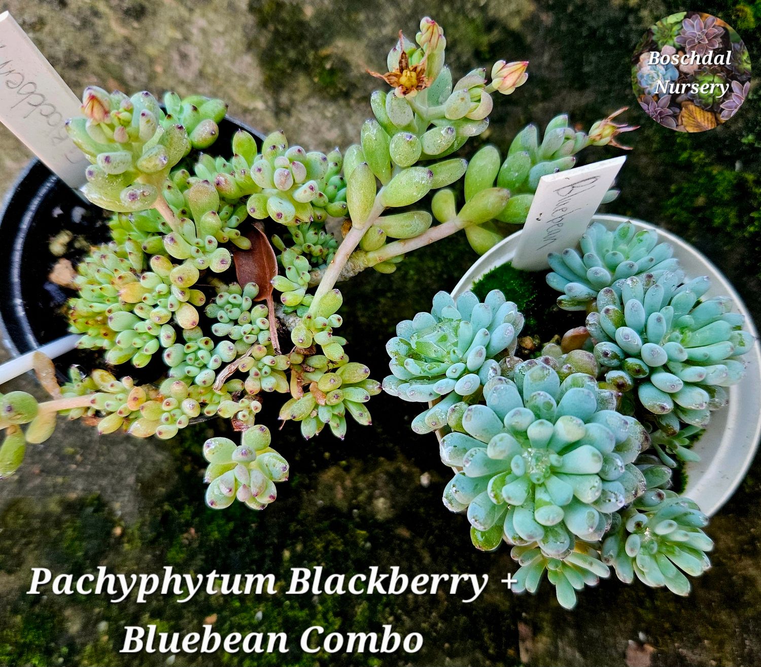 Blackberry + Bluebean Combo