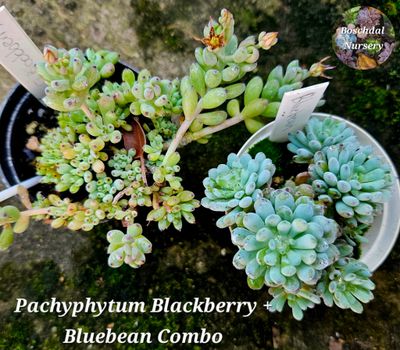 Blackberry + Bluebean Combo