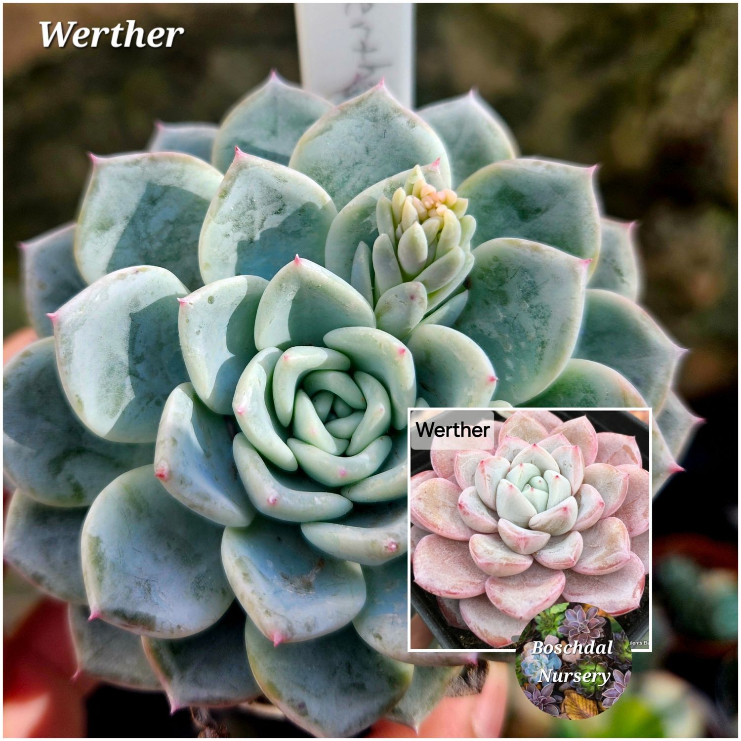 Echeveria Werther