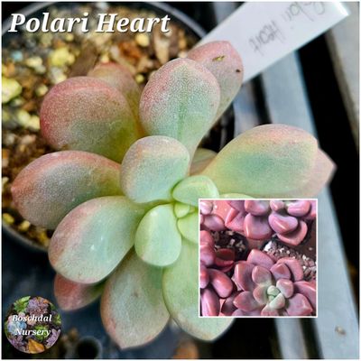 Polari Heart