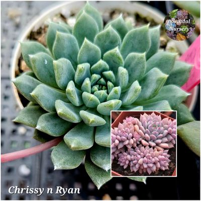Echeveria Chrissy n Ryan