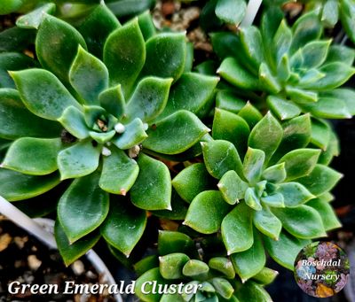 Echeveria Green Emerald Cluster