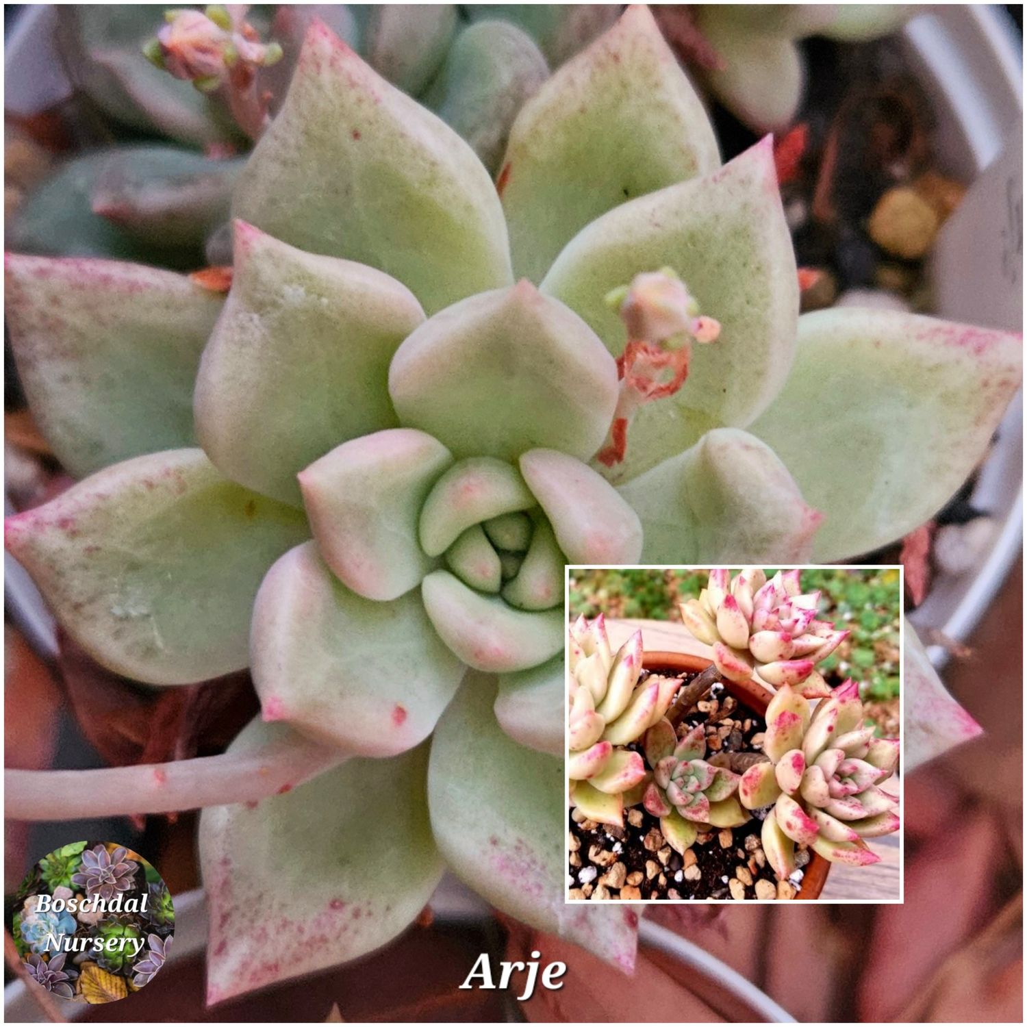 Echeveria Arje