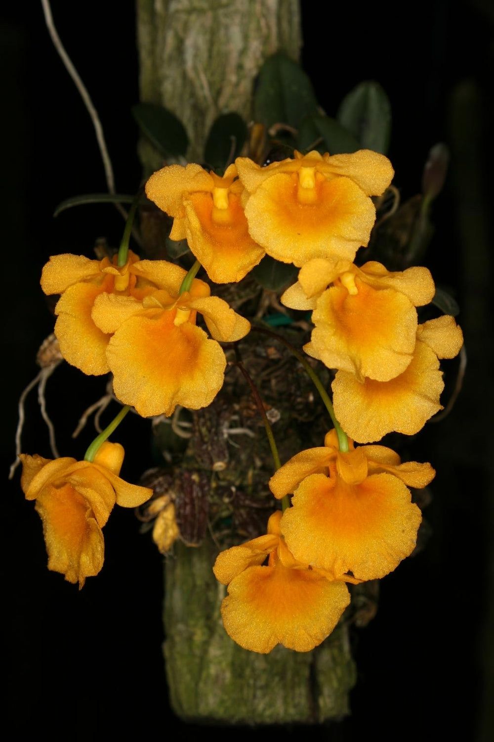 Dendrobium Jenskenskii