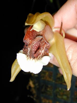 Coelogynea speciosa