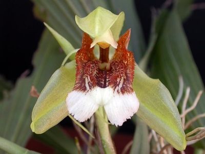 Coelogynea speciosa