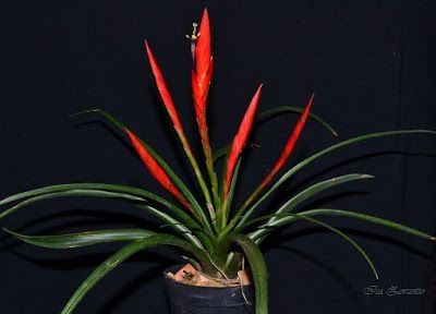 Tillandsia flabellata