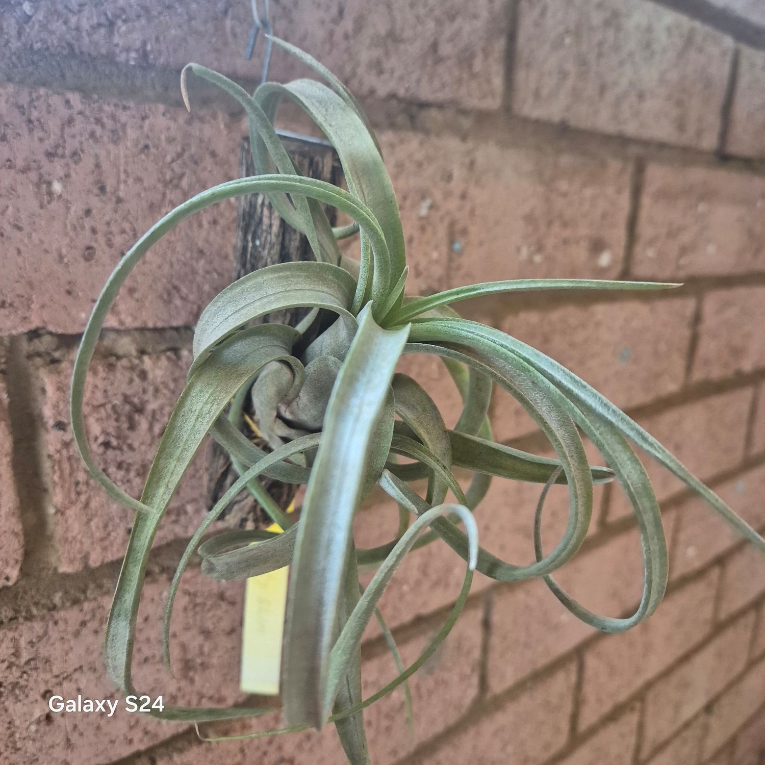 Tillandsia curly slim