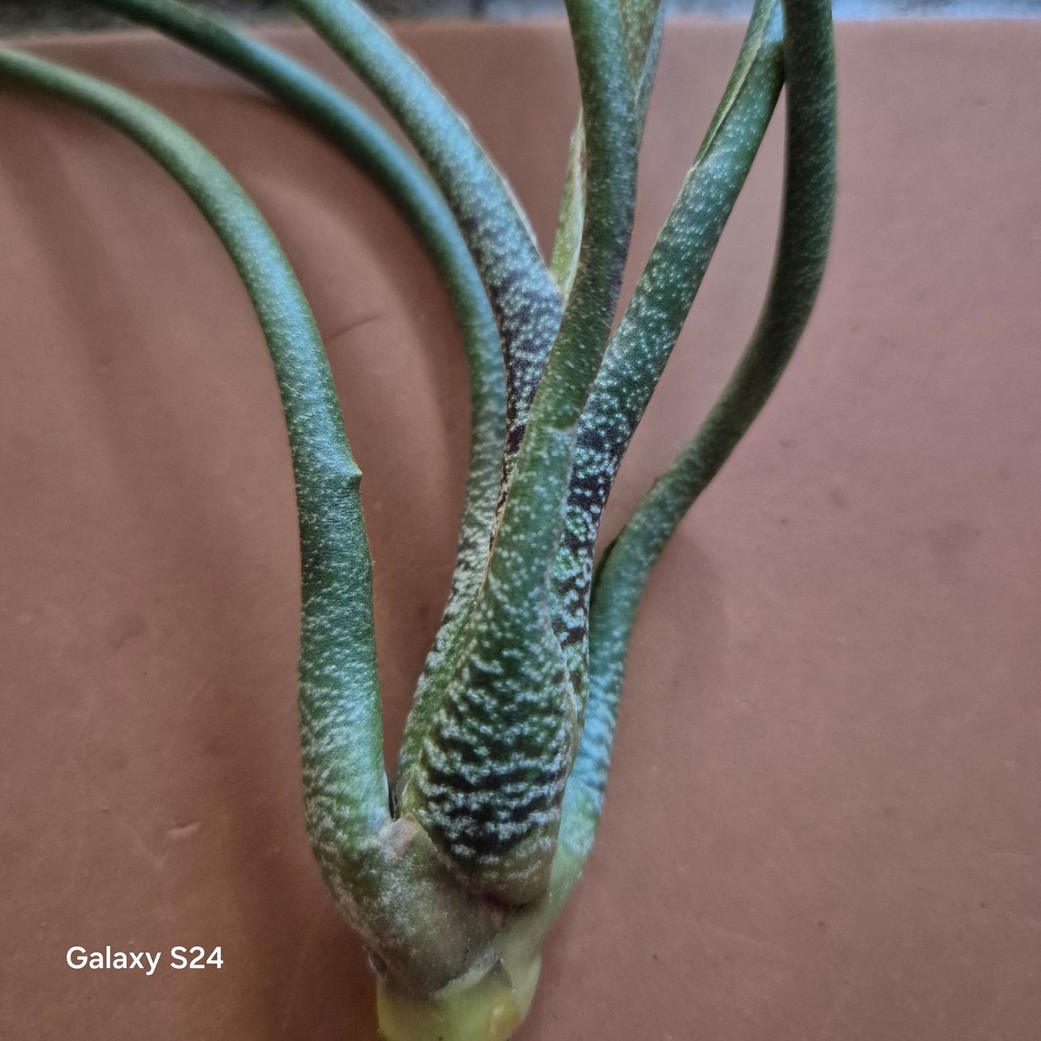 Tillandsia butzii