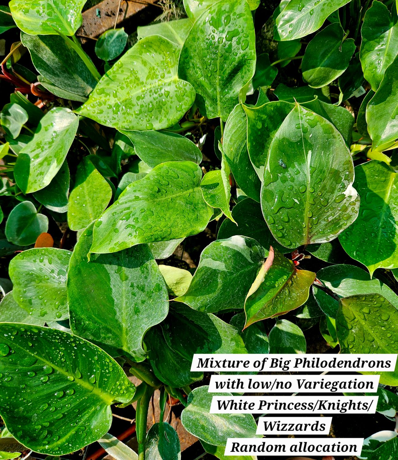 Philodendron Large (Low/No Variegation)