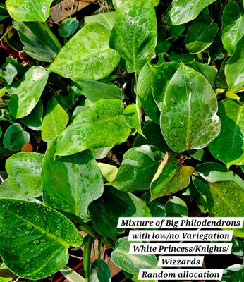 Philodendron Large (Low/No Variegation)