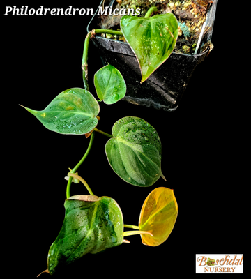 Philodendron Scandens (Micans)