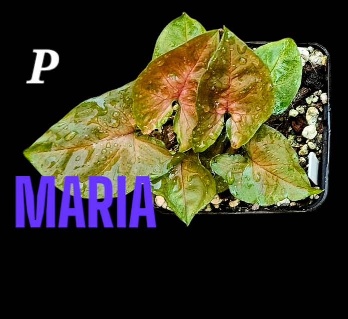 Syngonium Maria Allusion