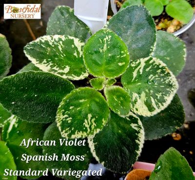 African Violet Spanish Moss Starter Plant