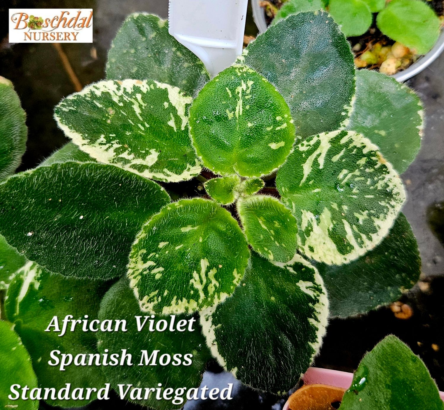 African Violet Spanish Moss Starter Plant