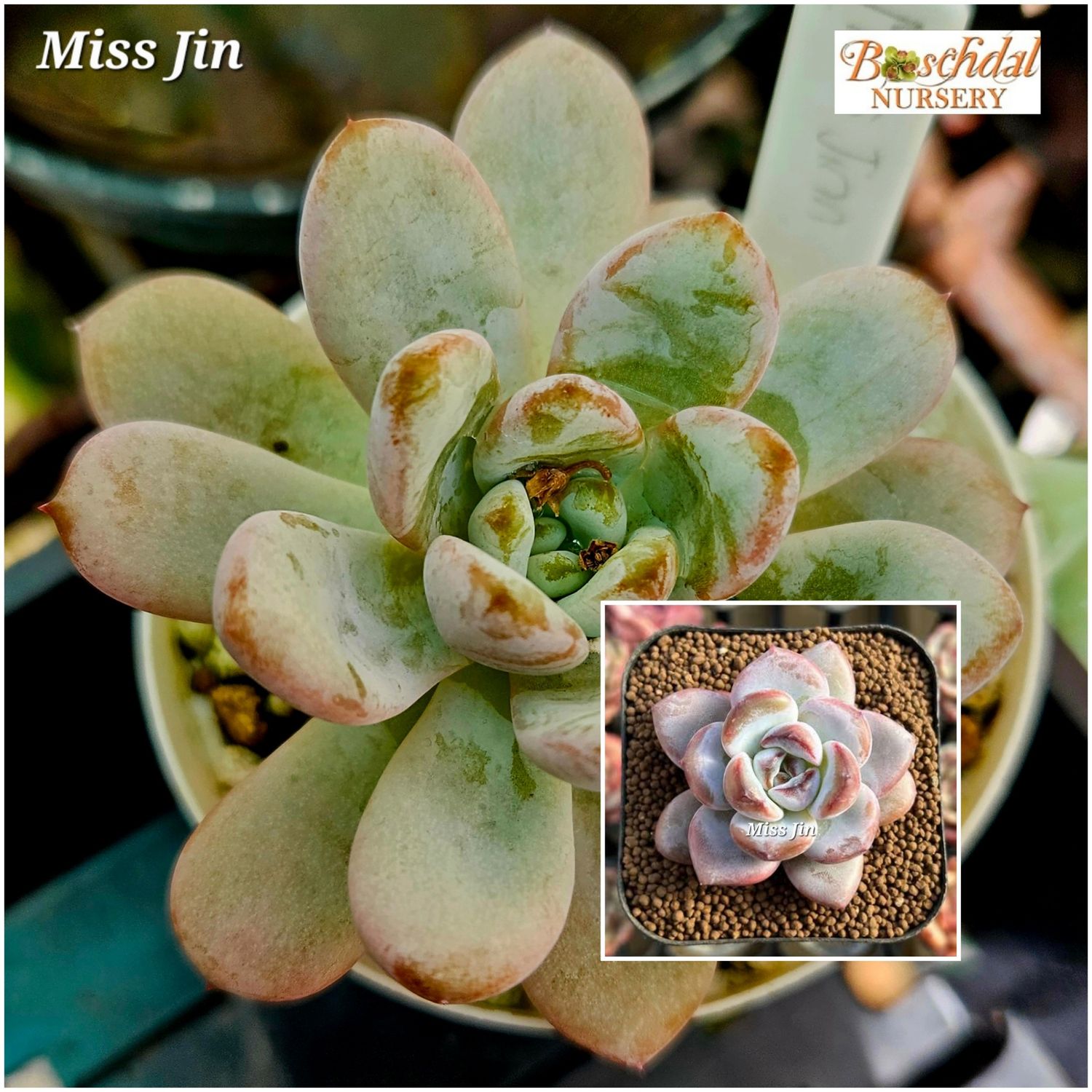 Echeveria Miss Jin