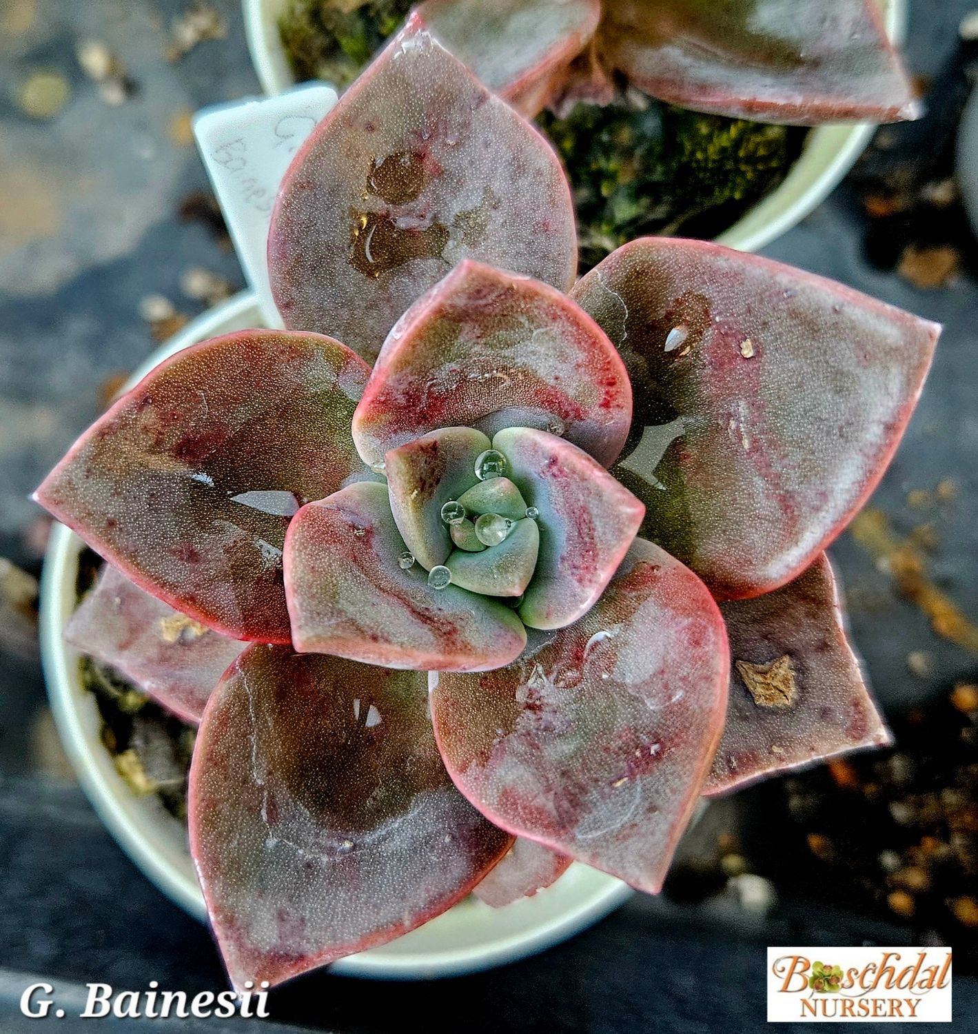 Graptopetalum Bainesii