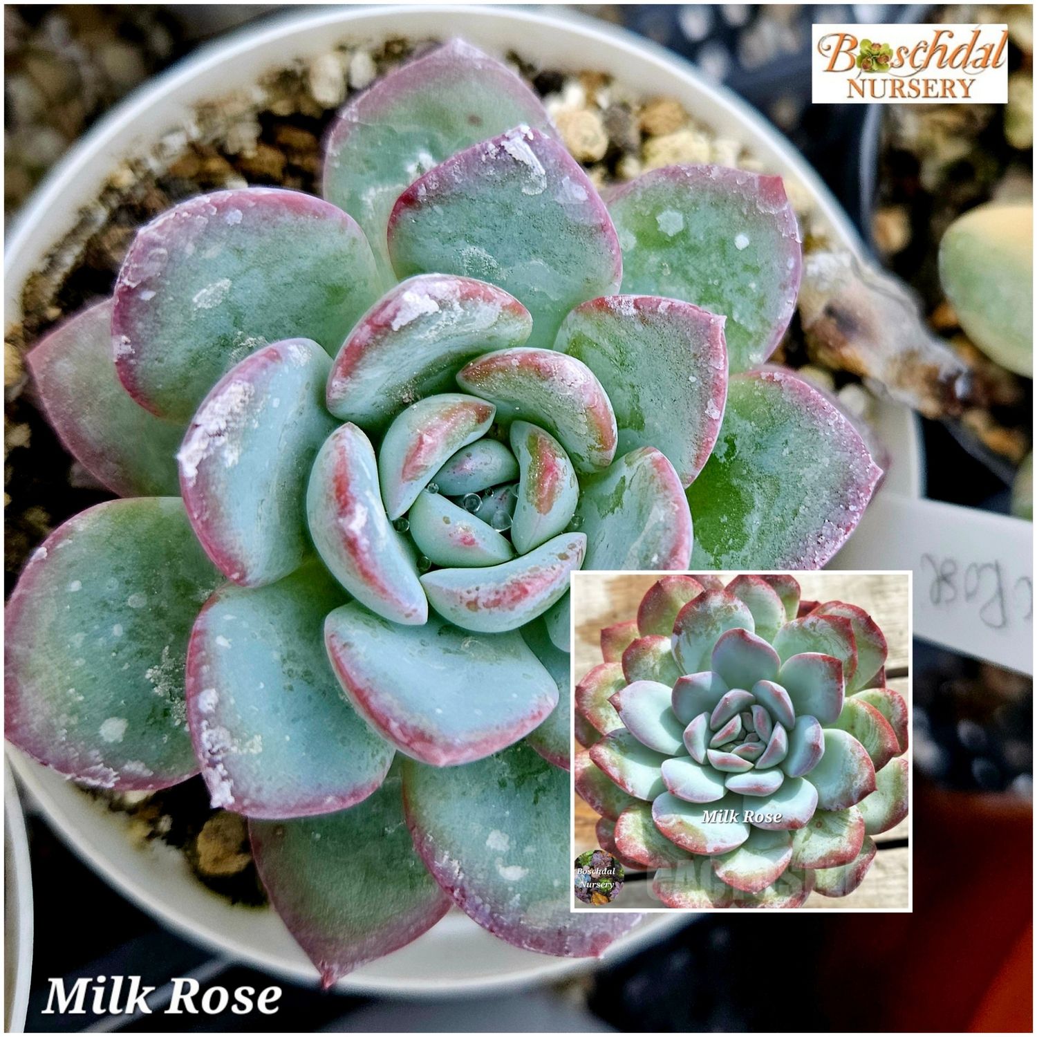 Echeveria Milk Rose Echeveria Milk Rose