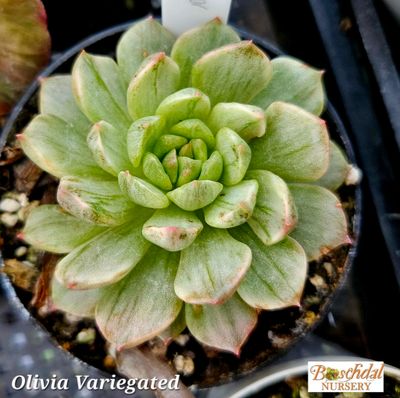 Echeveria Olivia Variegated Echeveria Olivia Variegated