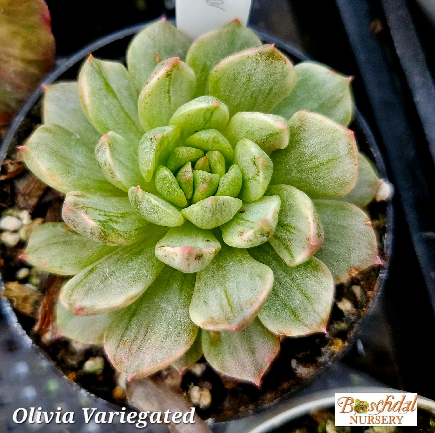 Echeveria Olivia Variegated