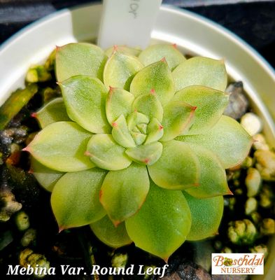 Echeveria Mebina Variegated Round Leaf