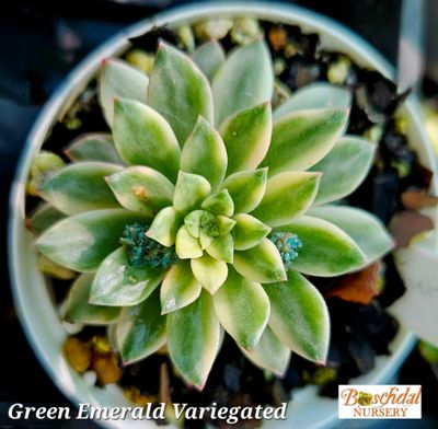 Echeveria Green Emerald Variegated