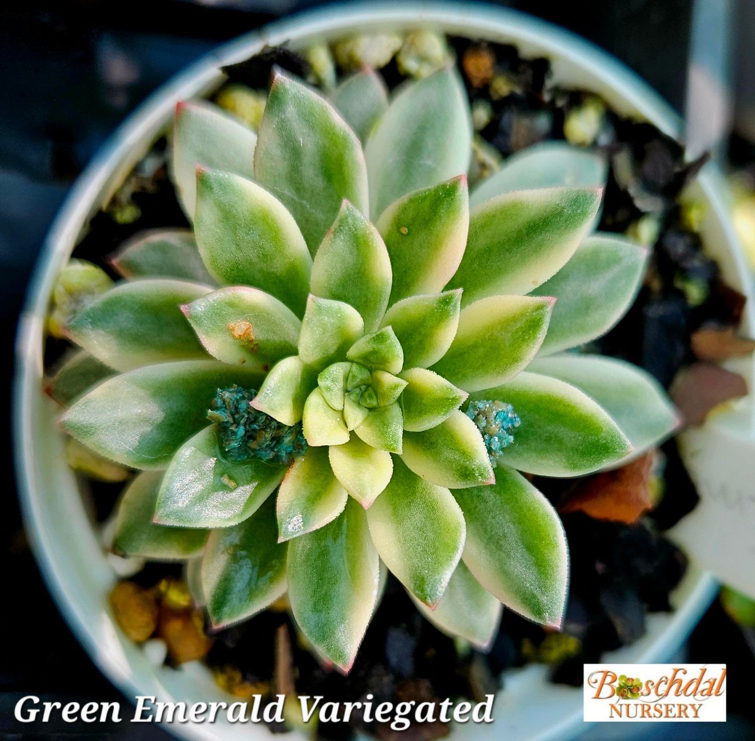 Echeveria Green Emerald Variegated