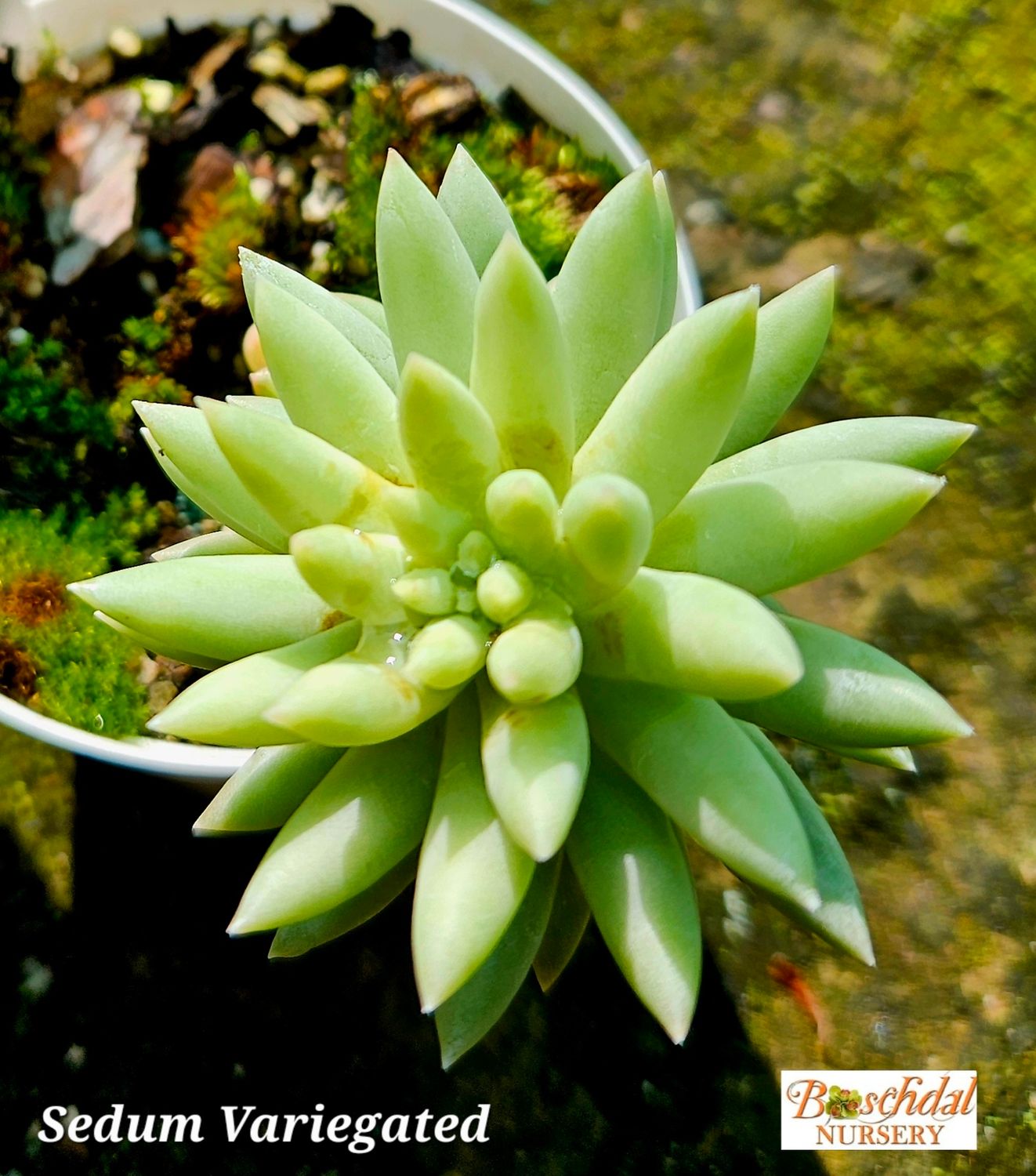 Sedeveria Super Brow Variegated