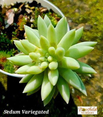 Sedeveria Super Brow Variegated
