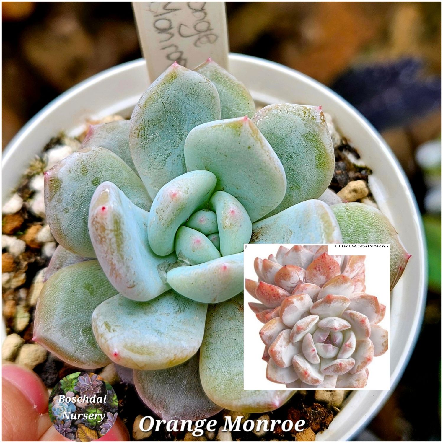 Echeveria Orange Monroe