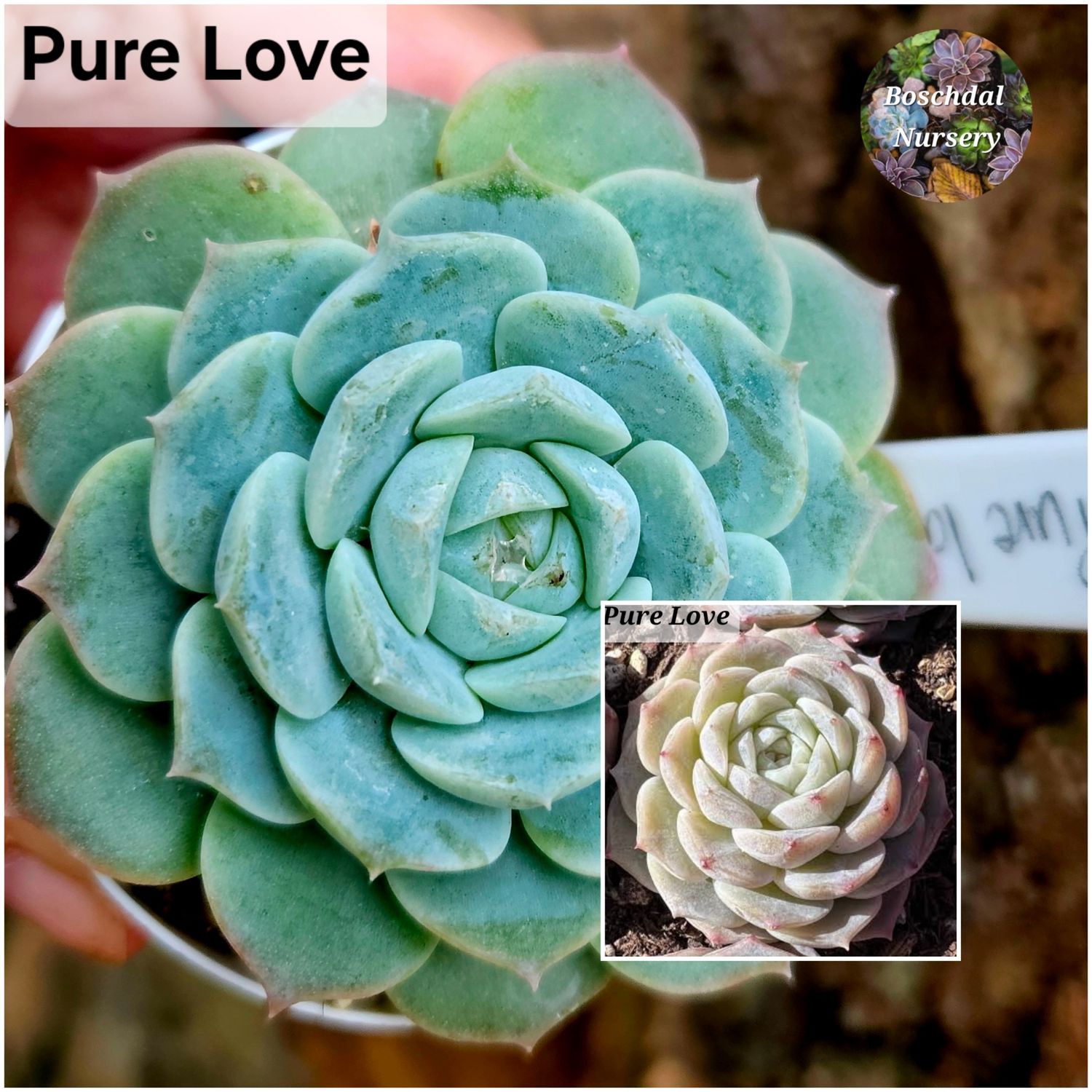Echeveria Pure Love