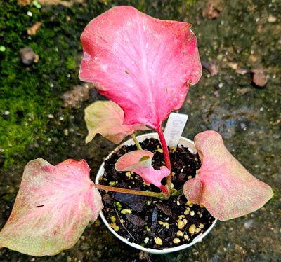 Caladium Bicolour Flamingo