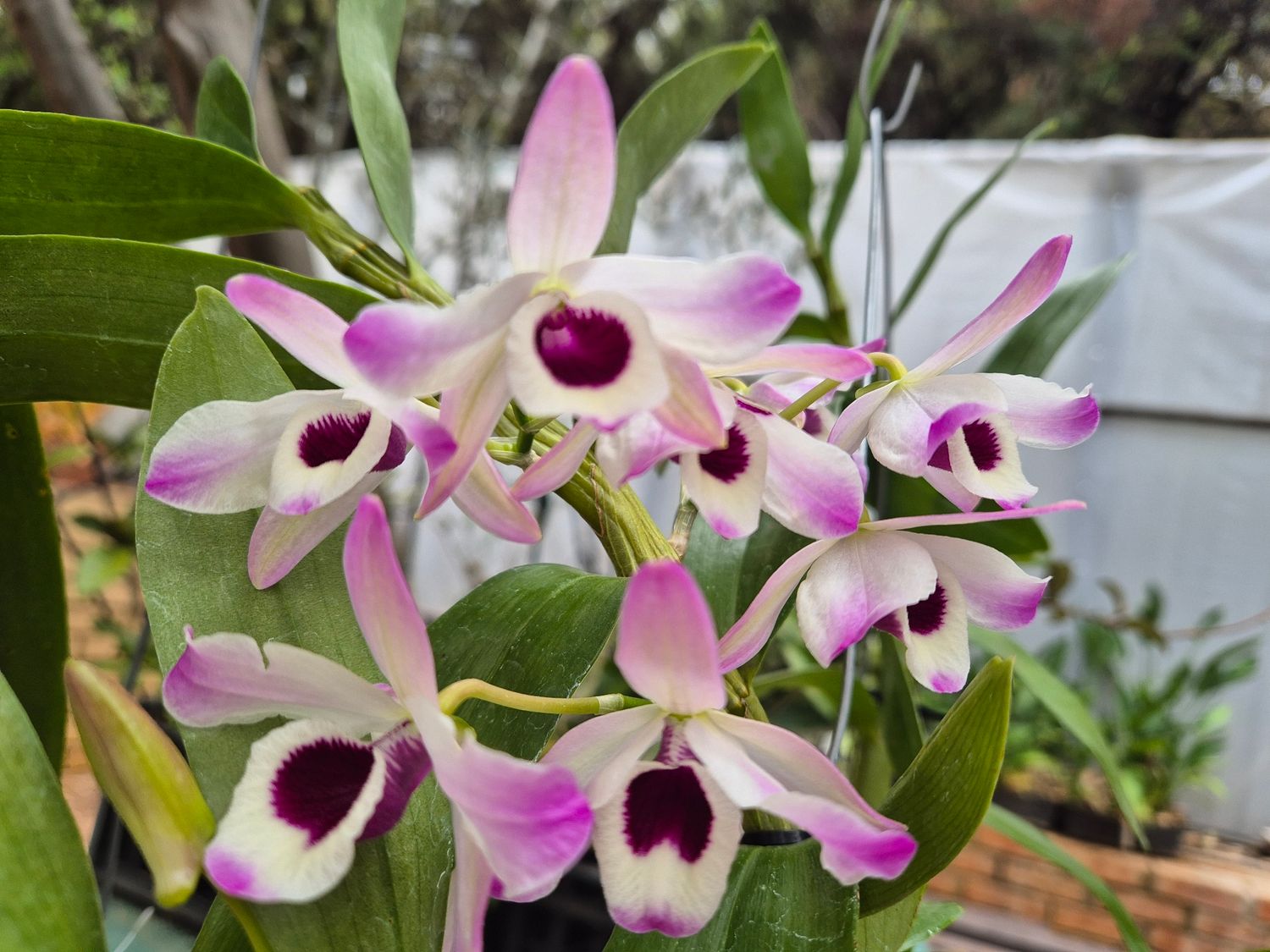 Dendrobium nobile