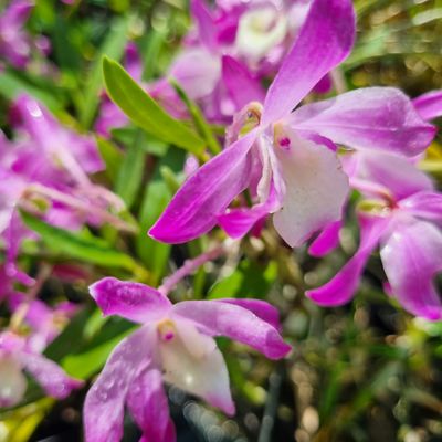 Dendrobium Sukura Aimee