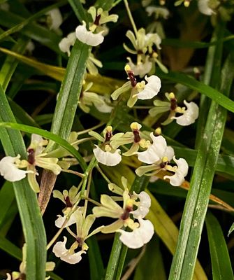 Ornithophora radicans