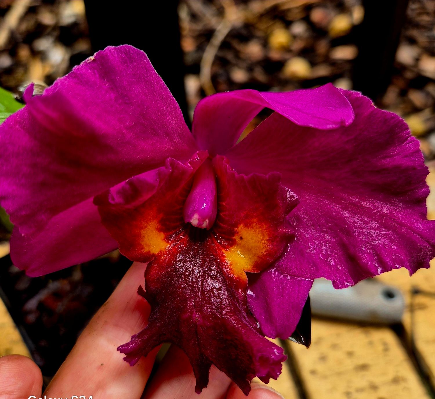 Potinara &#39; My Precious&#39;