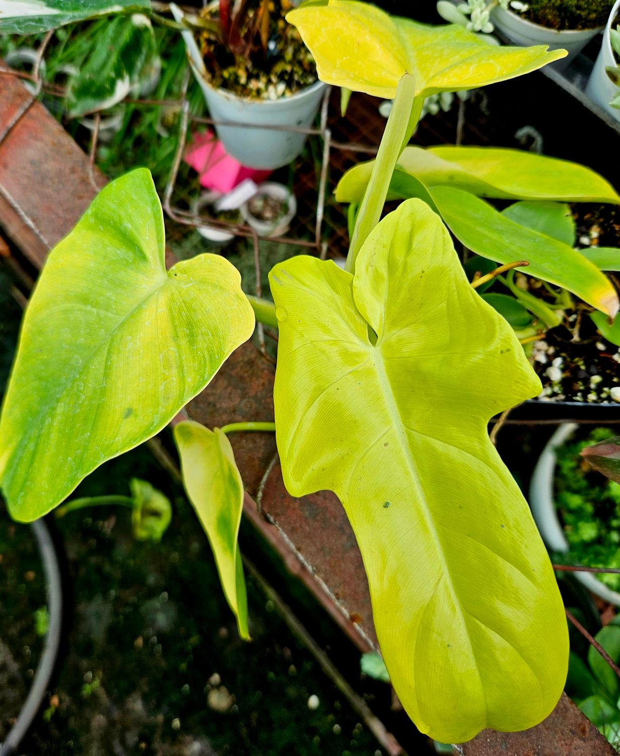 Philodendron Violin Gold