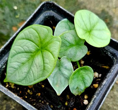 Alocasia Dragon Scale