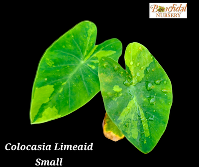 Colocasia Limeaid Small (9cm pot)