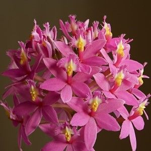 Epidendrium Pink