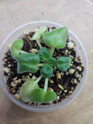 Fire and Ice Starter Plant