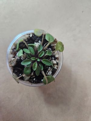 African Violet Foster Trail (Miniature Trailing) Starter Plant
