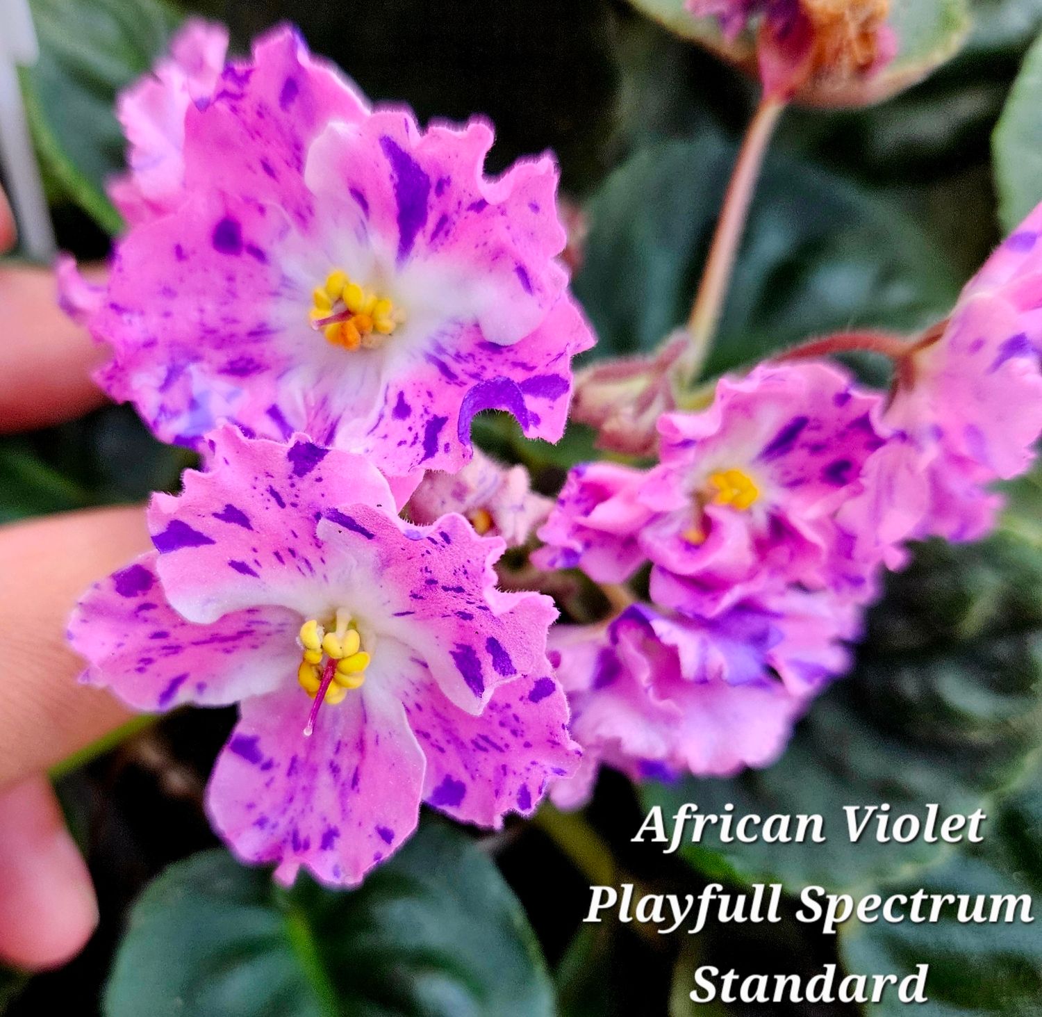 African Violet Playful Spectrum Starter Plant