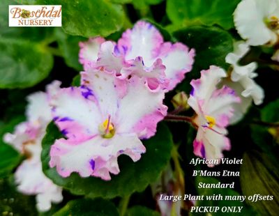 African Violet B-Man's Etna White form Starter Plant African Violet B-Man's Etna White form Starter Plant