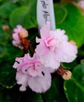 African Violet Lela Marie