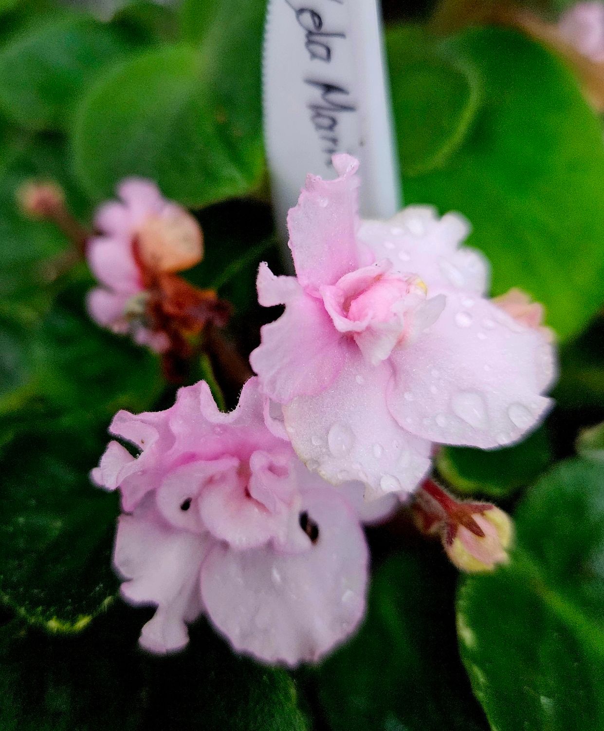 African Violet Lela Marie